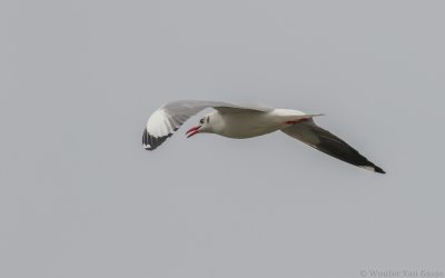 Chroicocephalus brunnicephalus - Brown-headed Gull