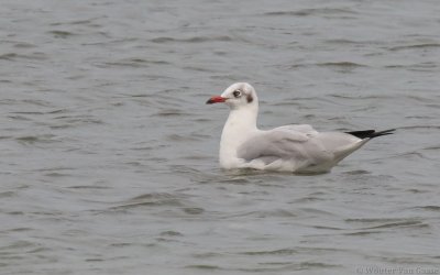 Chroicocephalus brunnicephalus - Brown-headed Gull