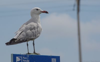 Ichthyaetus audouinii - Audouin's Gull