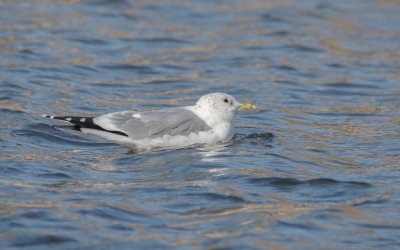 Larus canus canus - Mew Gull