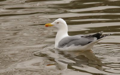 Larus michahellis michahellis - Yellow-legged Gull