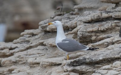 Larus michahellis michahellis - Yellow-legged Gull