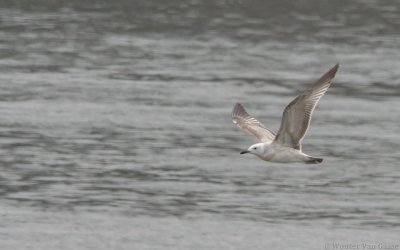 Larus cachinnans - Caspian Gull