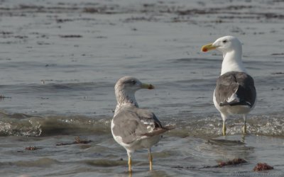 Larus dominicanus vetula - Kelp Gull