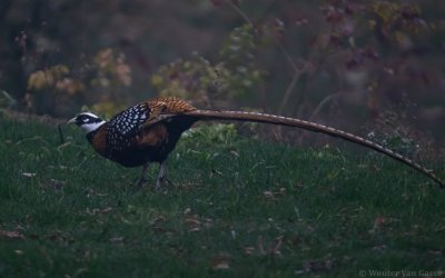 Syrmaticus reevesii - Reeves's Pheasant