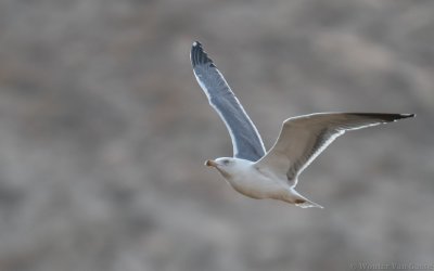 Larus michahellis atlantis - Yellow-legged Gull
