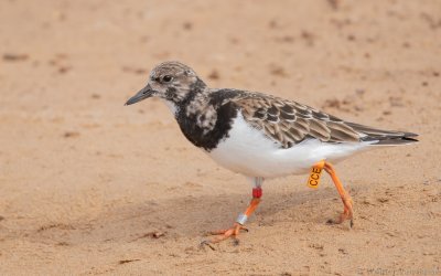 Arenaria interpres interpres - Ruddy Turnstone