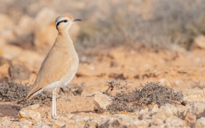 Glareolidae (Pratincoles and Coursers)