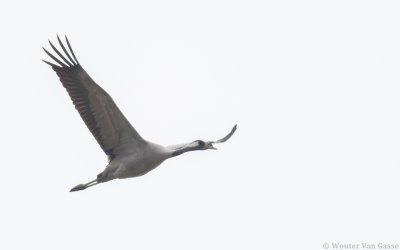 Grus grus - Common Crane