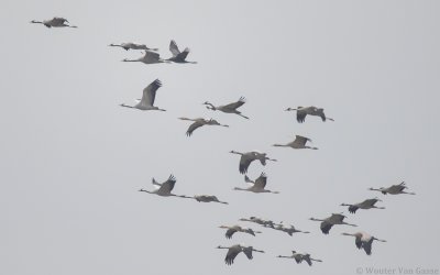 Grus grus - Common Crane