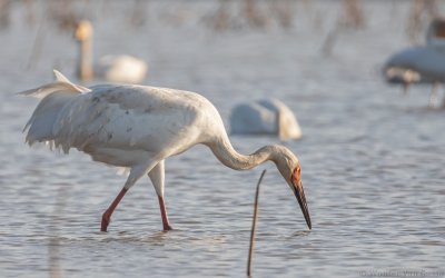 Leucogeranus leucogeranus - Siberian Crane