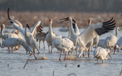 Leucogeranus leucogeranus - Siberian Crane