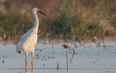 Leucogeranus leucogeranus - Siberian Crane