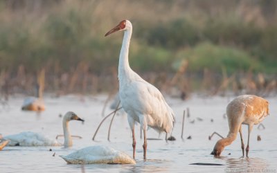 Leucogeranus leucogeranus - Siberian Crane