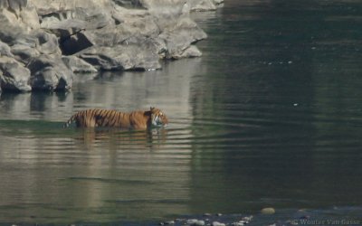 Panthera tigris tigris - Bengal Tiger
