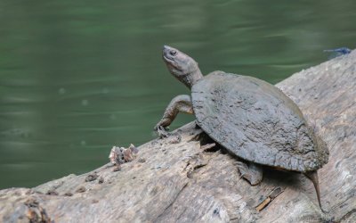 Cyclemys dentata - Asian Leaf Turtle
