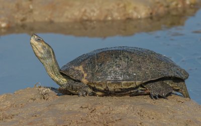Mauremys rivulata - Balkan Pond Turtle