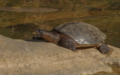 Lissemys punctata - Indian Flap-shelled Turtle