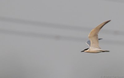 Gelochelidon nilotica nilotica - Gull-billed Tern