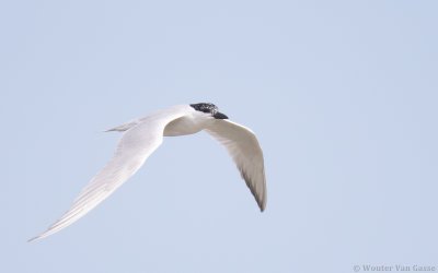 Gelochelidon nilotica aranea - Gull-billed Tern