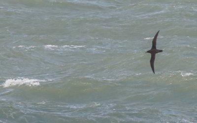 Ardenna grisea - Sooty Shearwater