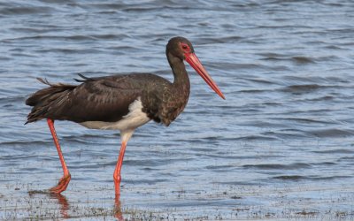 Ciconia nigra - Black Stork