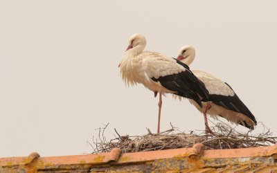 Ciconia ciconia ciconia - White Stork