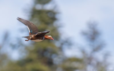 Aix galericulata - Mandarin Duck