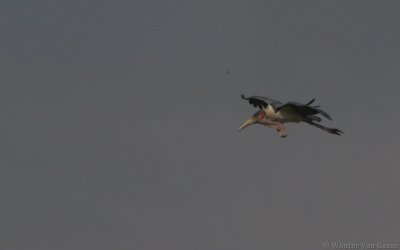Leptoptilos crumenifer - Marabou Stork
