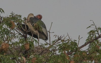 Leptoptilos crumenifer - Marabou Stork