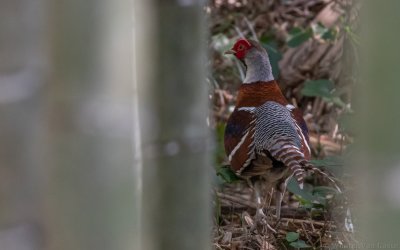 Syrmaticus ellioti - Elliot's Pheasant