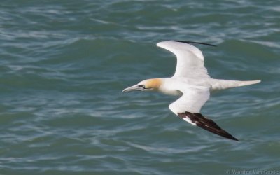 Sulidae (Boobies and Gannets)