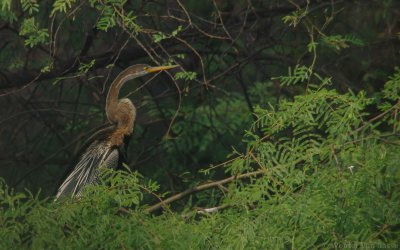 Anhinga melanogaster - Oriental Darter