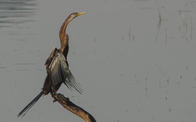 Anhinga melanogaster - Oriental Darter