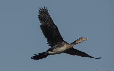 Microcarbo africanus - Long-tailed Cormorant