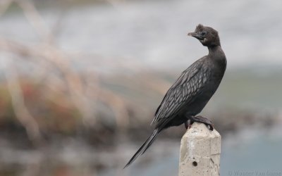 Microcarbo niger - Little Cormorant