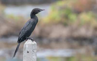 Microcarbo niger - Little Cormorant