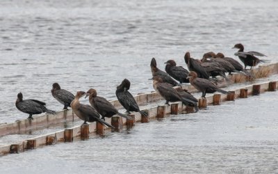 Microcarbo pygmaeus - Pygmy Cormorant