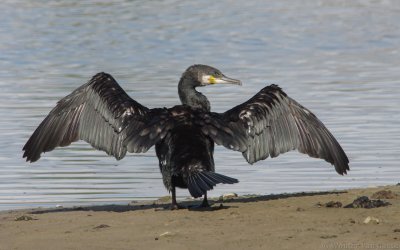 Phalacrocorax carbo sinensis - Great Cormorant