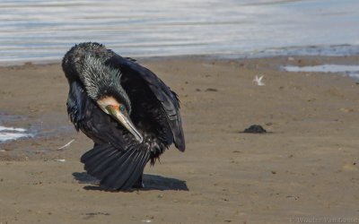 Phalacrocorax carbo sinensis - Great Cormorant
