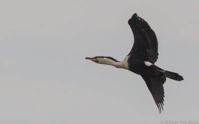 Phalacrocorax carbo lucidus - White-breasted Cormorant