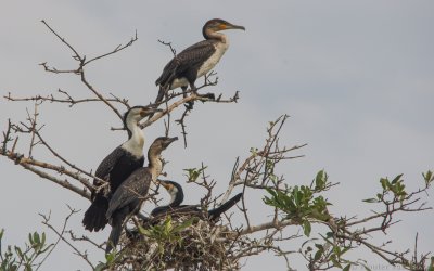 Phalacrocorax carbo lucidus - White-breasted Cormorant