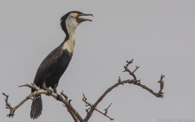 Phalacrocorax carbo lucidus - White-breasted Cormorant