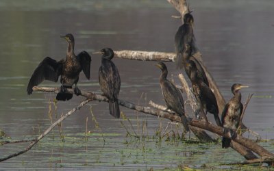 Phalacrocorax fuscicollis - Indian Cormorant