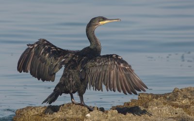 Phalacrocorax aristotelis desmarestii - Mediterranean Shag