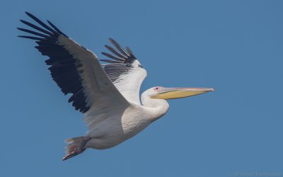 Pelecanus onocrotalus - Great White Pelican