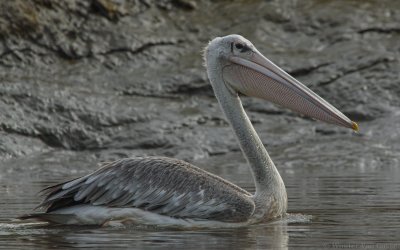 Pelecanus rufescens - Pink-backed Pelican