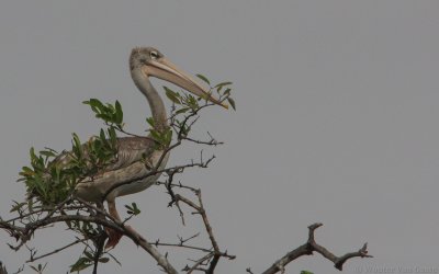 Pelecanus rufescens - Pink-backed Pelican