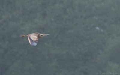 Botaurus lentiginosus - American Bittern