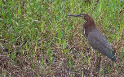 Tigrisoma lineatum marmoratum - Rufescent Tiger-Heron